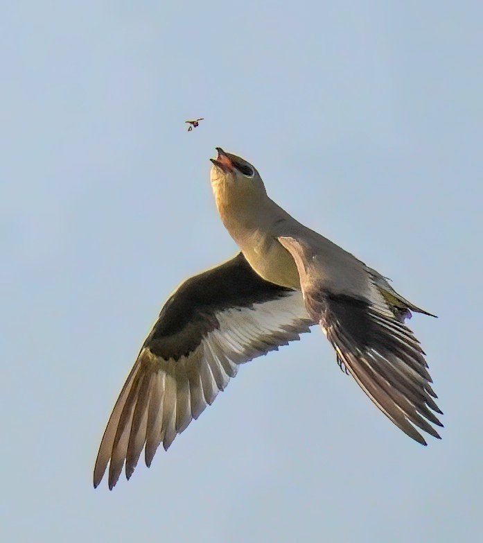 pragnani's tweet image. Small Pratincole

Kistareddypeta Lake 

April 2026

#IndiAves
#Hyderabad