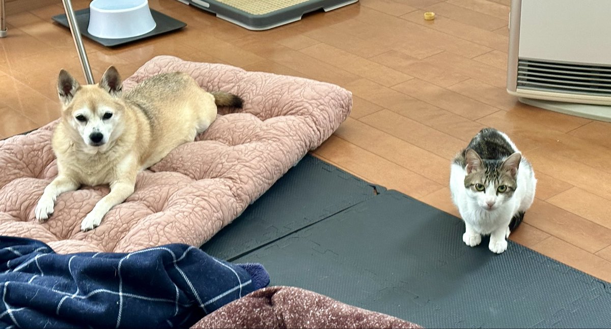 SKIPPY@nao-chan tweet media