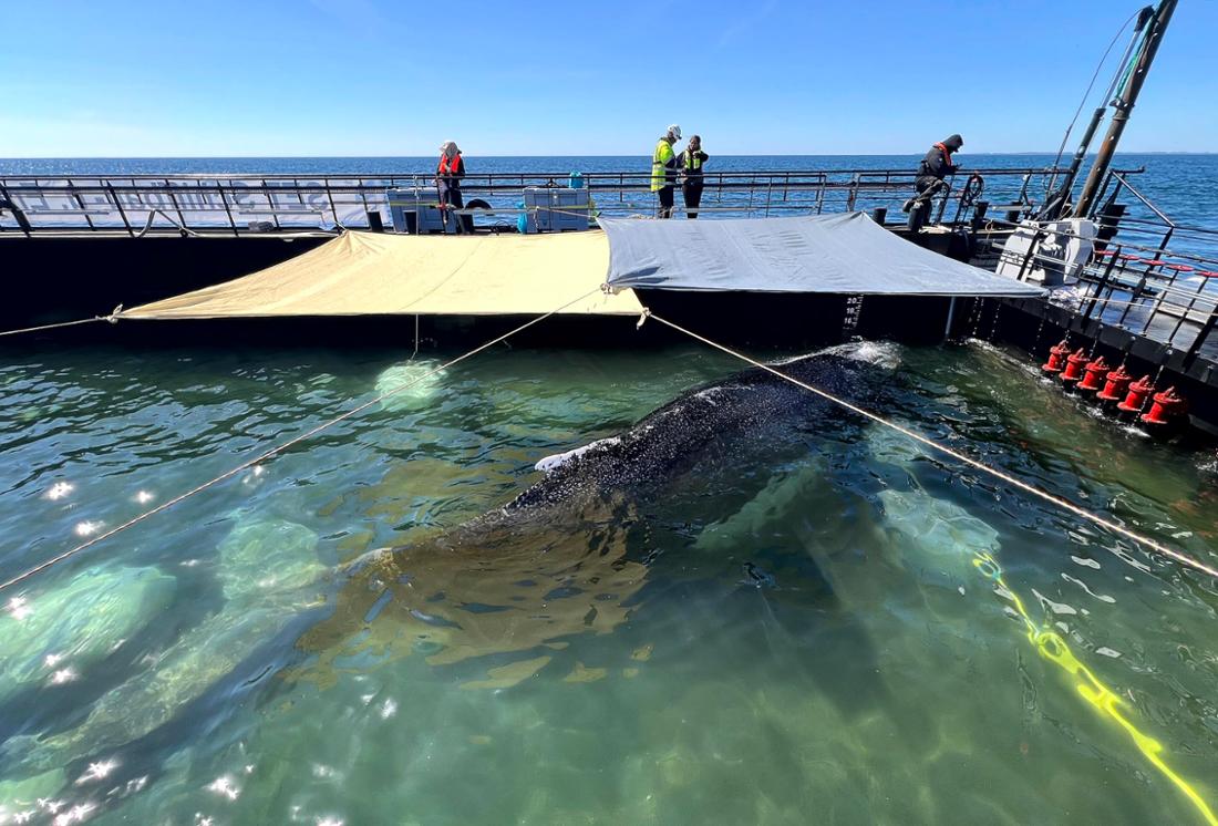 jeanne_sur_mer's tweet image. On its journey towards the North Sea, the barge carrying the stranded humpback whale is now being towed by another vessel. The "Fortuna B" took over as the towboat on Wednesday morning. Here's a close-up photo of Timmy. Now the rescuers are waiting for him to swim out to sea on