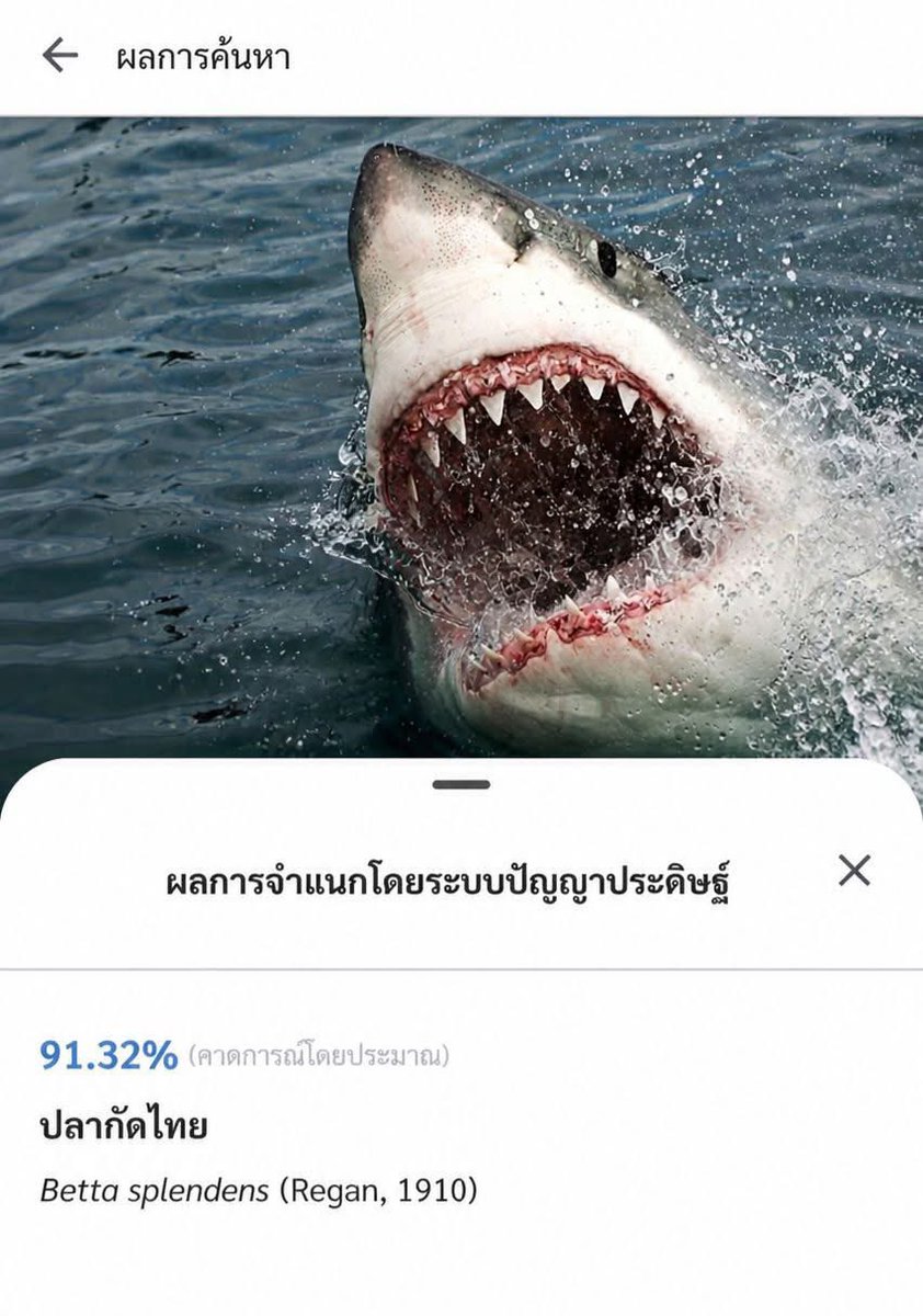 Kuma Kuma tweet media