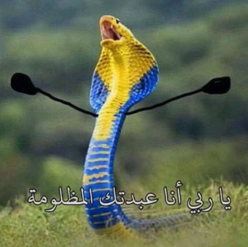 💙 tweet media