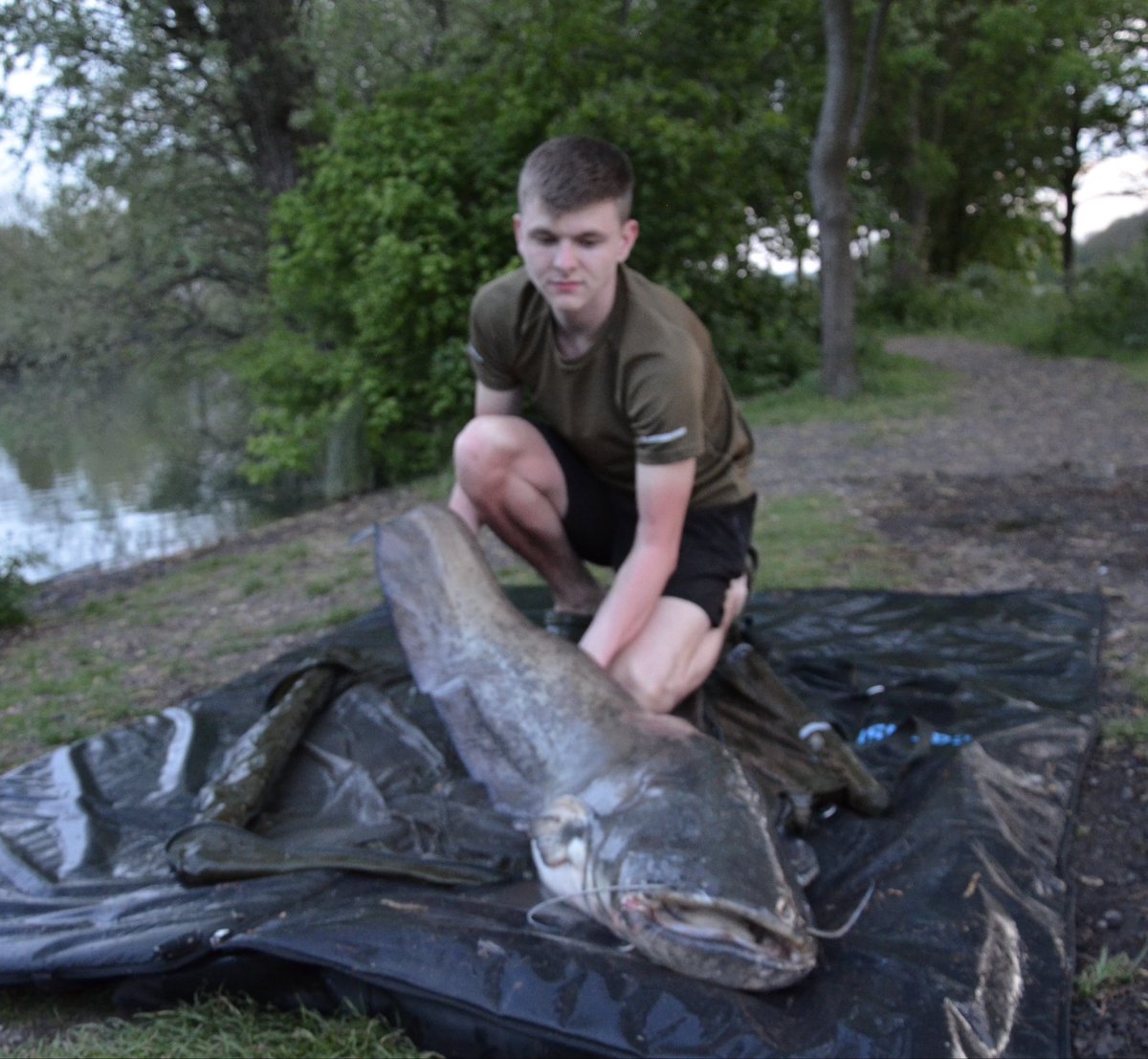 _Gittosss's tweet image. The cats love the pellets at Slough House Fishery this catfish weighing 56lb 62oz sorry for the photo but more fish coming hopefully.

#catfish #fishing #fish #catfishing #catchandrelease #fishinglife #aquarium #bassfishing #bigfish #siluro #waller #fishtank #bass #wels