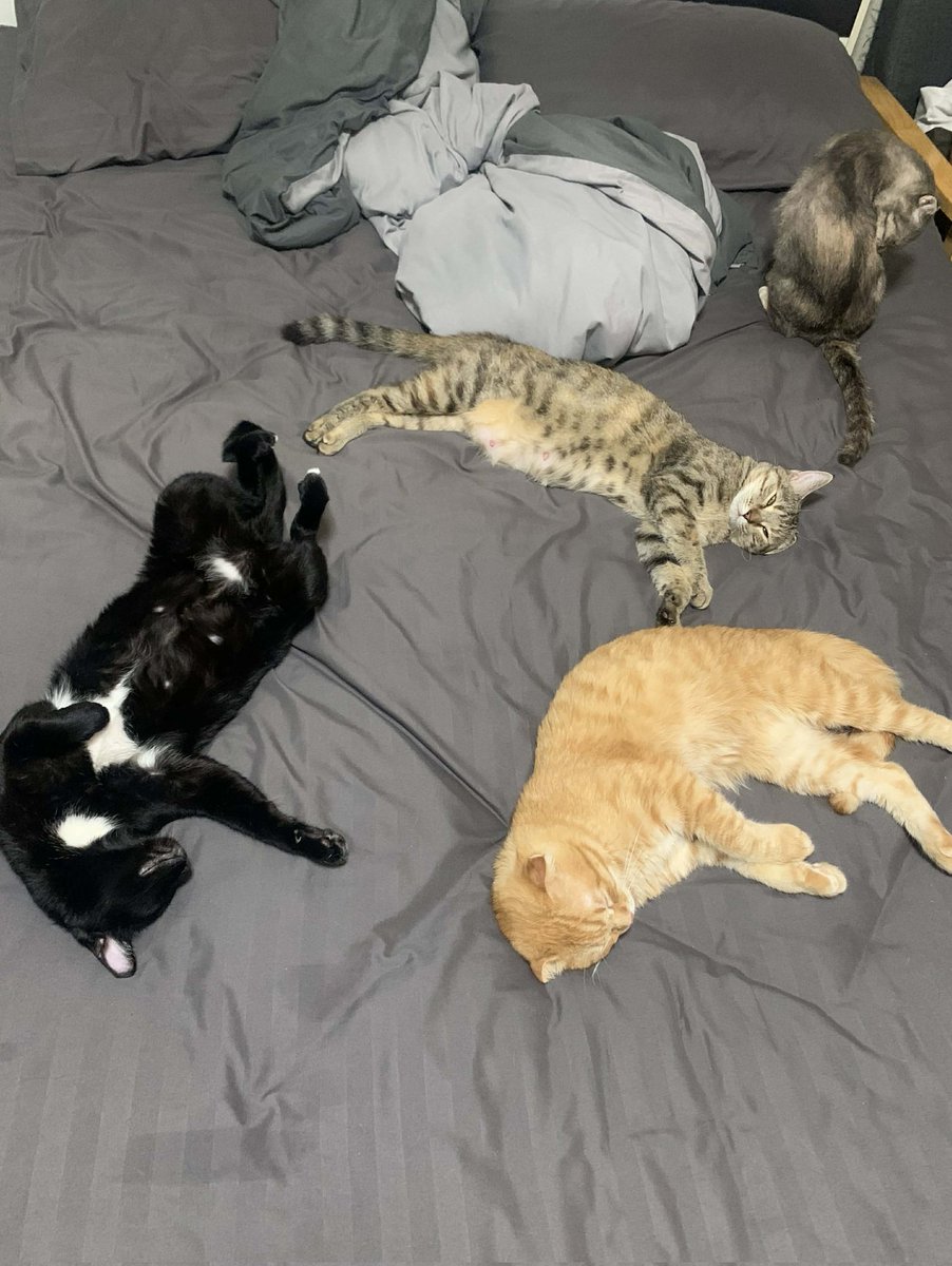 🐈‍⬛ มีน ว่าดี 🐈มีแมว4ตัว tweet media