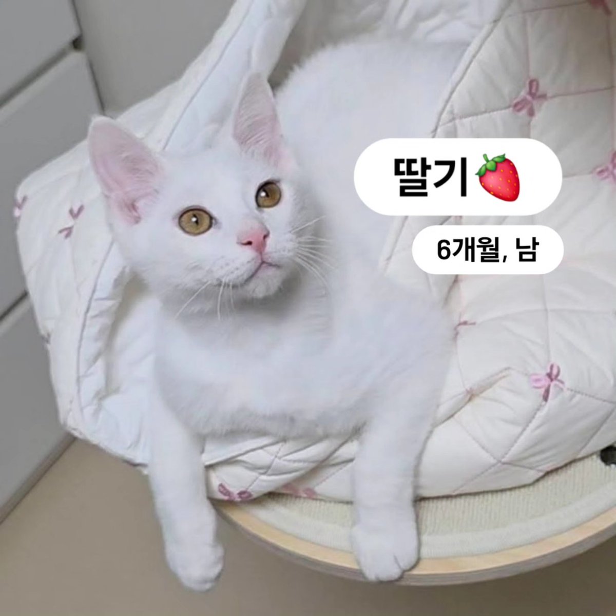 고양이입양홍보하는사람 tweet media