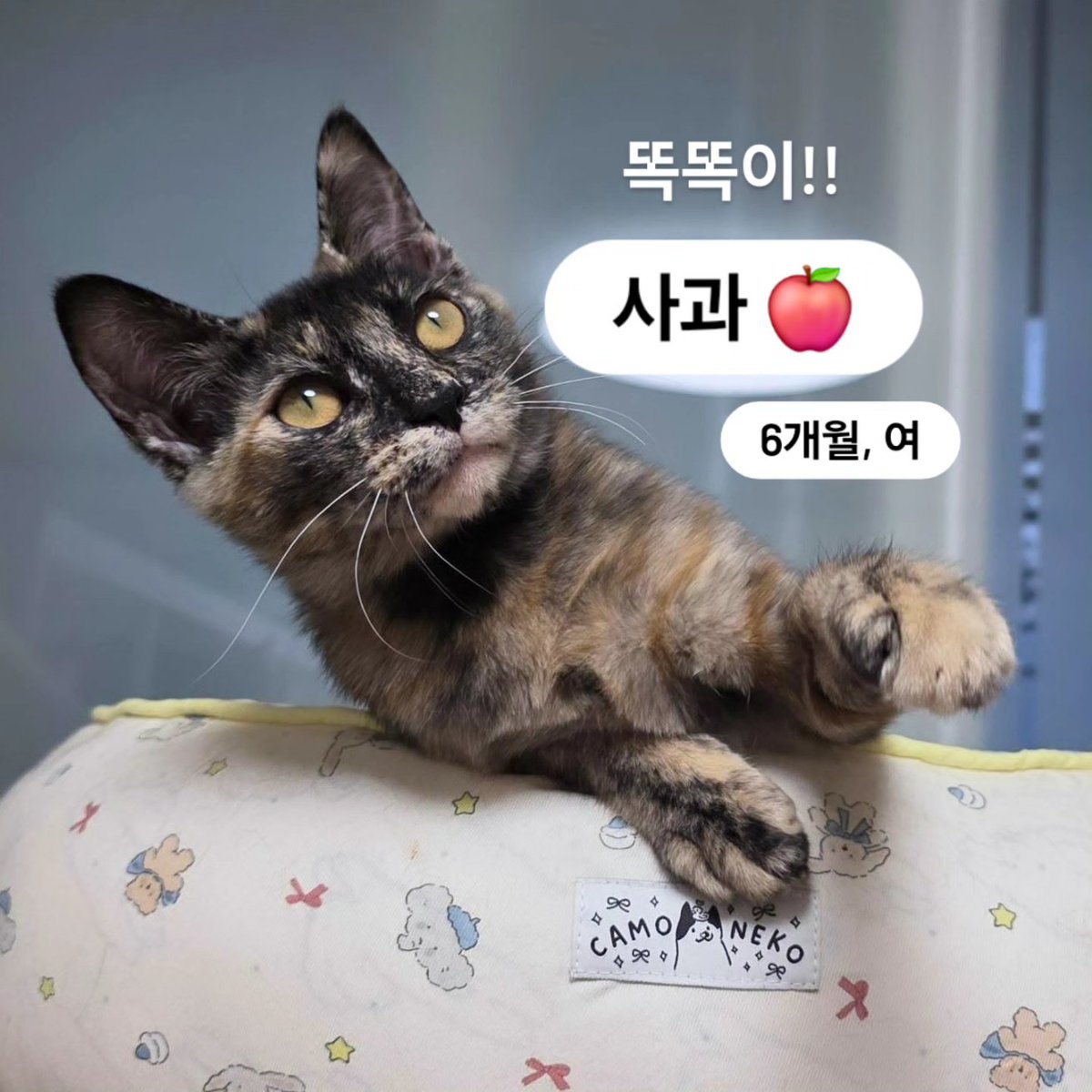 고양이입양홍보하는사람 tweet media