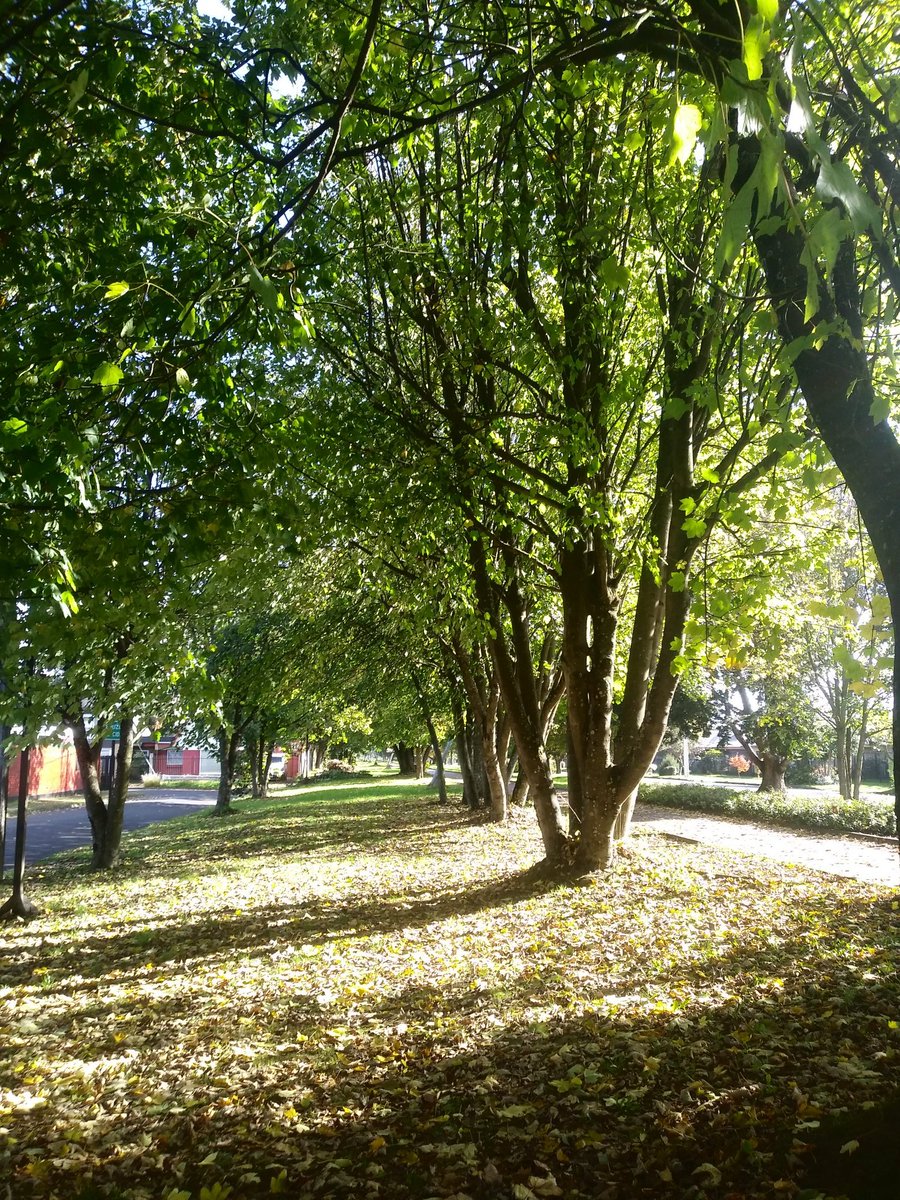 KMarestyrth's tweet image. Archivo de imágenes y recortes recopilados por Marcos Andrés Barros Ketterer. Marestyrth. #images #image #Temuco #Chile #Araucanía #Cautín #picture #pictures #photo #MarcosAndrésBarrosKetterer #Marestyrth #Photographer #Photography #Nature #Naturaleza #Botánica #MedioAmbiente