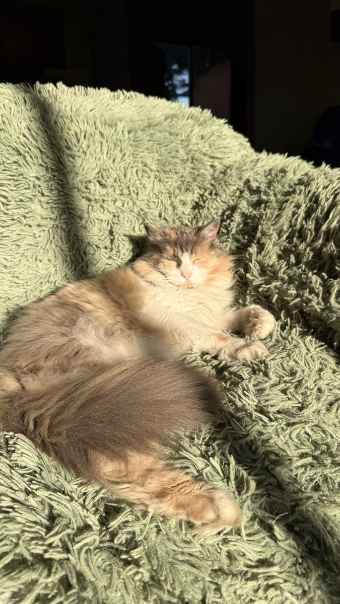 Pame🐈‍⬛ tweet media