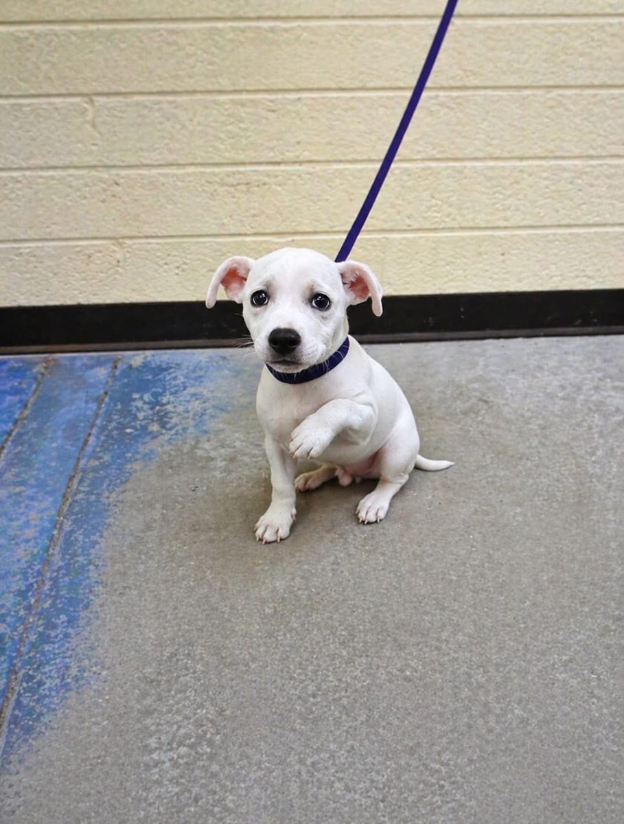 SouthernWag904's tweet image. This little pup is in #Memphis. Desperate little #dog needs some help here, please. #Tennessee