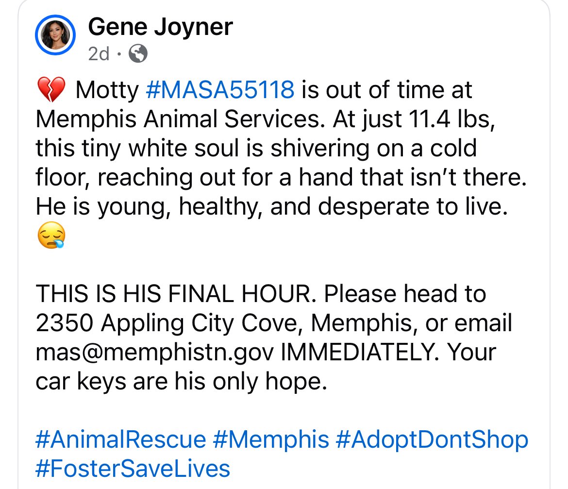 SouthernWag904's tweet image. This little pup is in #Memphis. Desperate little #dog needs some help here, please. #Tennessee