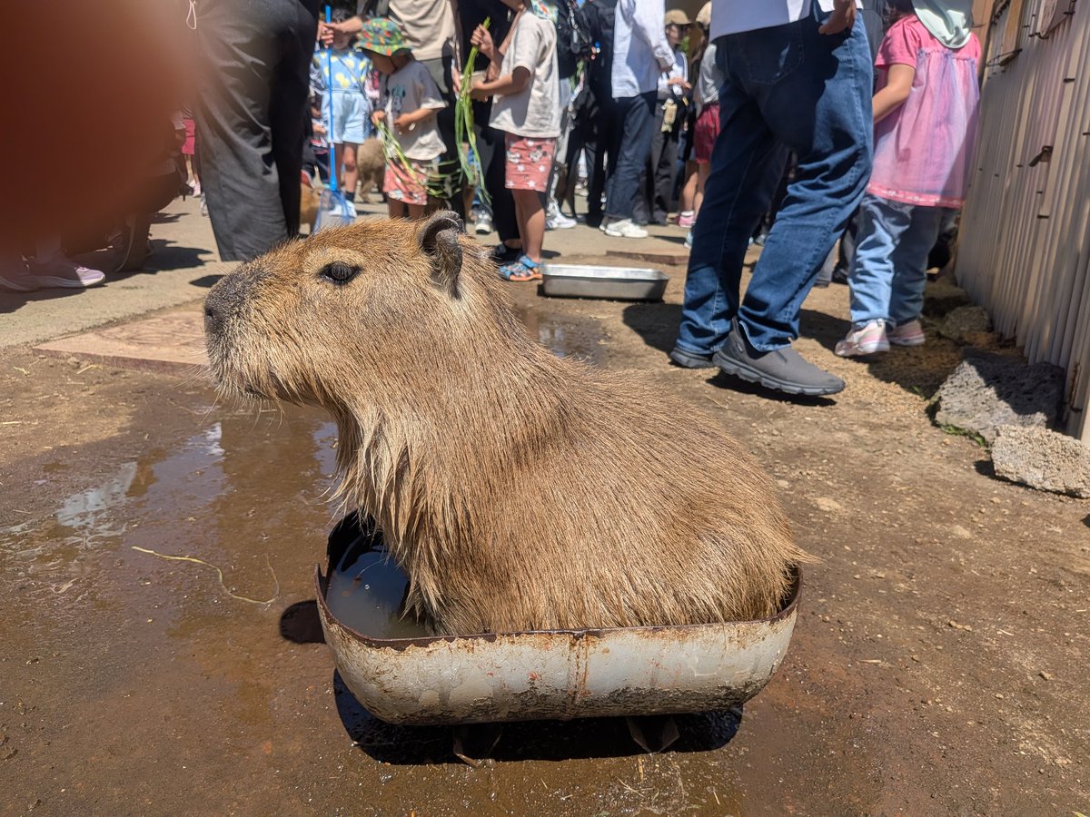 hoahoa's tweet photo. 伊豆シャボテン動物公園、動物との距離感がおかしい（楽しい） https://t.co/23TGwQqZEv