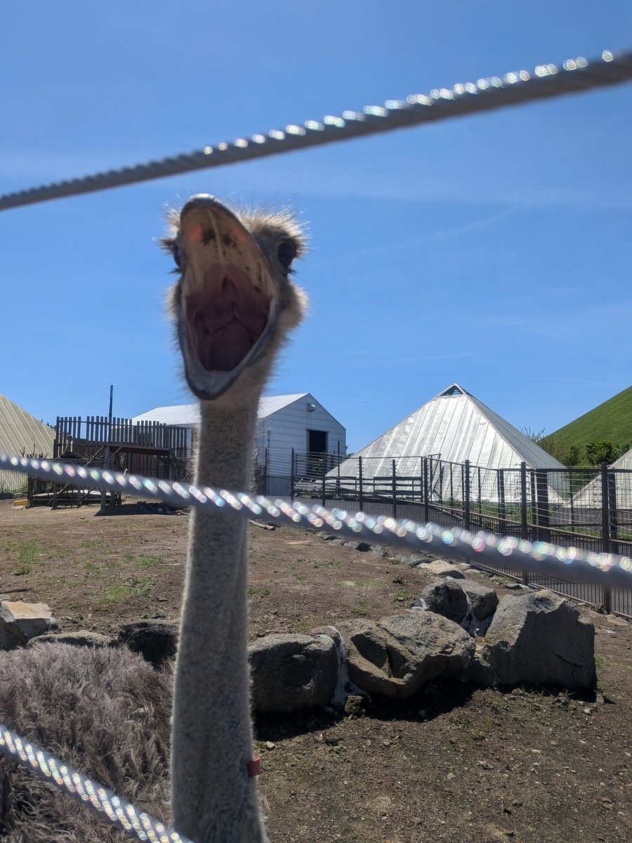 hoahoa's tweet photo. 伊豆シャボテン動物公園、動物との距離感がおかしい（楽しい） https://t.co/23TGwQqZEv