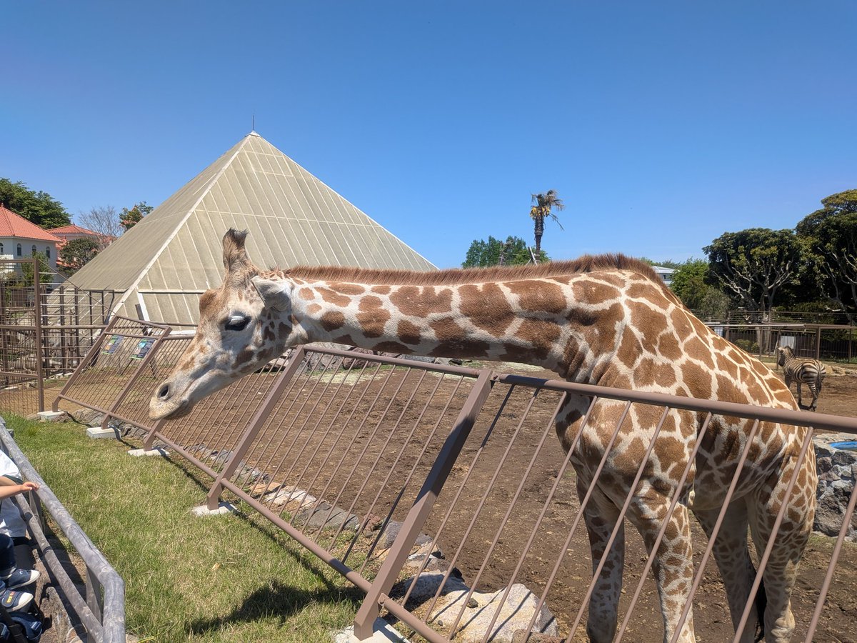 hoahoa's tweet photo. 伊豆シャボテン動物公園、動物との距離感がおかしい（楽しい） https://t.co/23TGwQqZEv