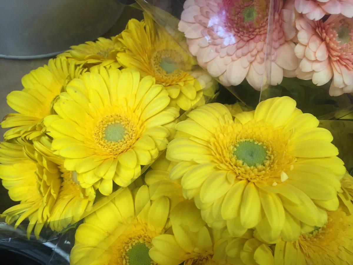 robynconnery1's tweet image. Good afternoon beautiful souls Happy Saturday! Have an enjoyable chill time appreciating the gifts of nature &amp;amp; our many blessings as we navigate the present moment #mindfulness 
#meditation #kindness #positivity #compassion #yoga #plants #flowers #gerberas #gratitude