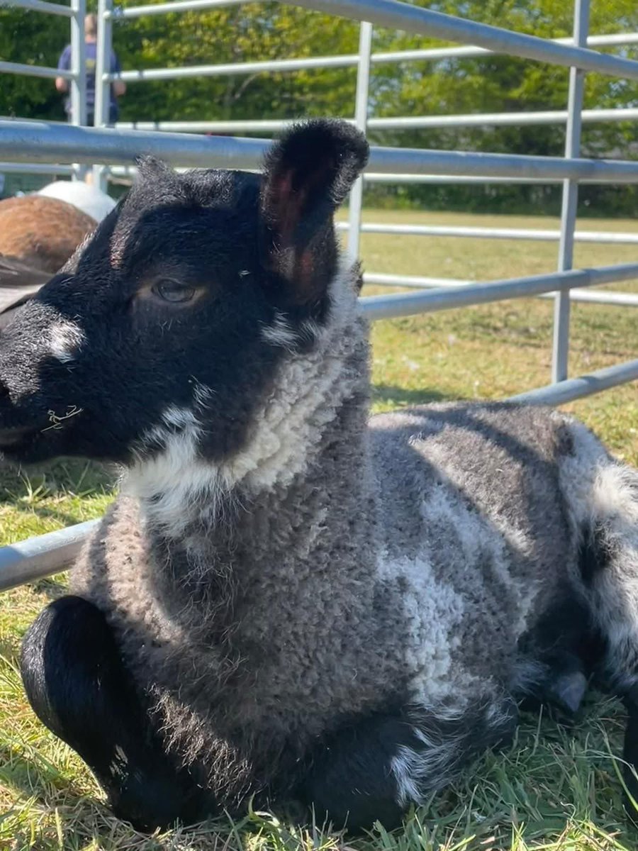 *PASTURES POP UP*
This morning from midday to 2pm at Pakefield Church Hall 
Come and see us ! 🐑

😊
