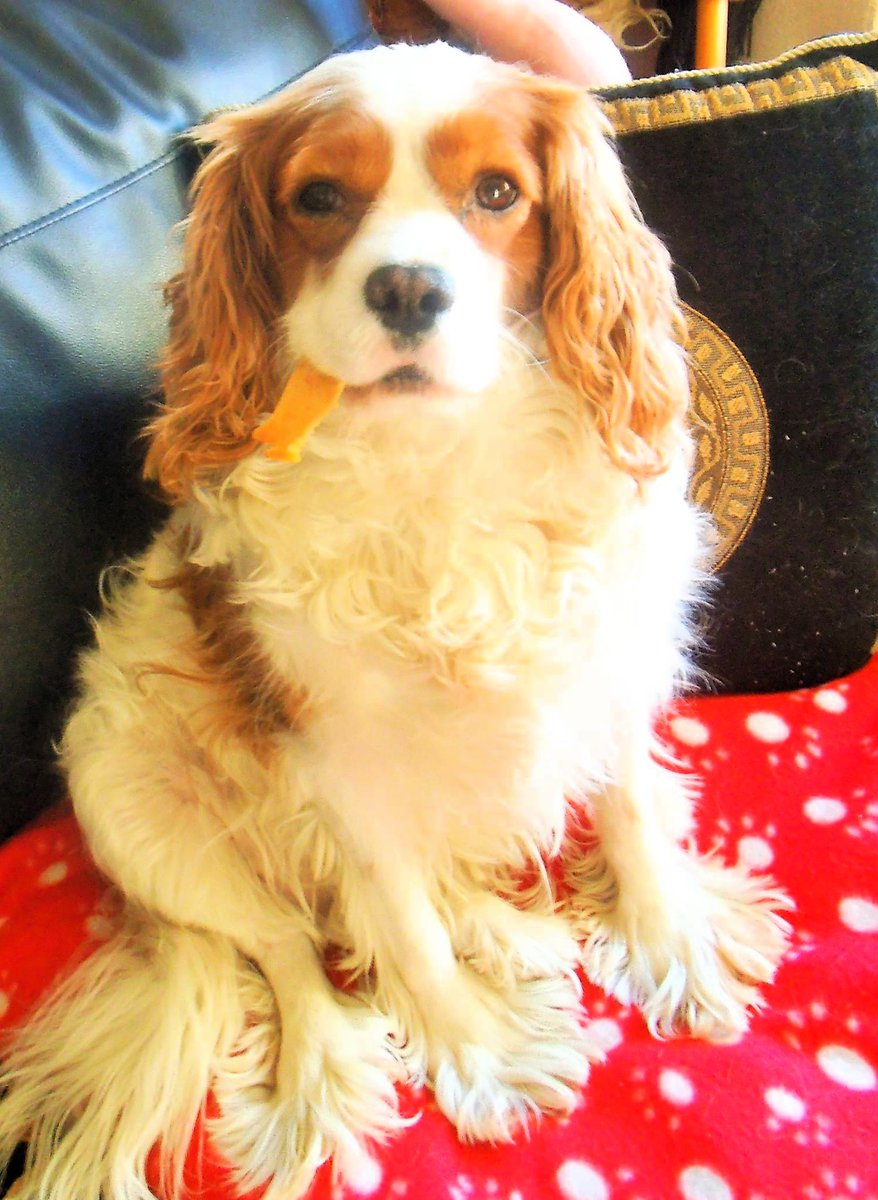 MandyAstle's tweet image. My funny pup doing the classic Cavalier 'dog chew as a cigar' pose back in 2016 😁 #itsacavthing #memories  #cavpack #gonebutneverforgotten #Cavaliers #funnydogs #SpanielHour #dogsofX #dogsoftwitter