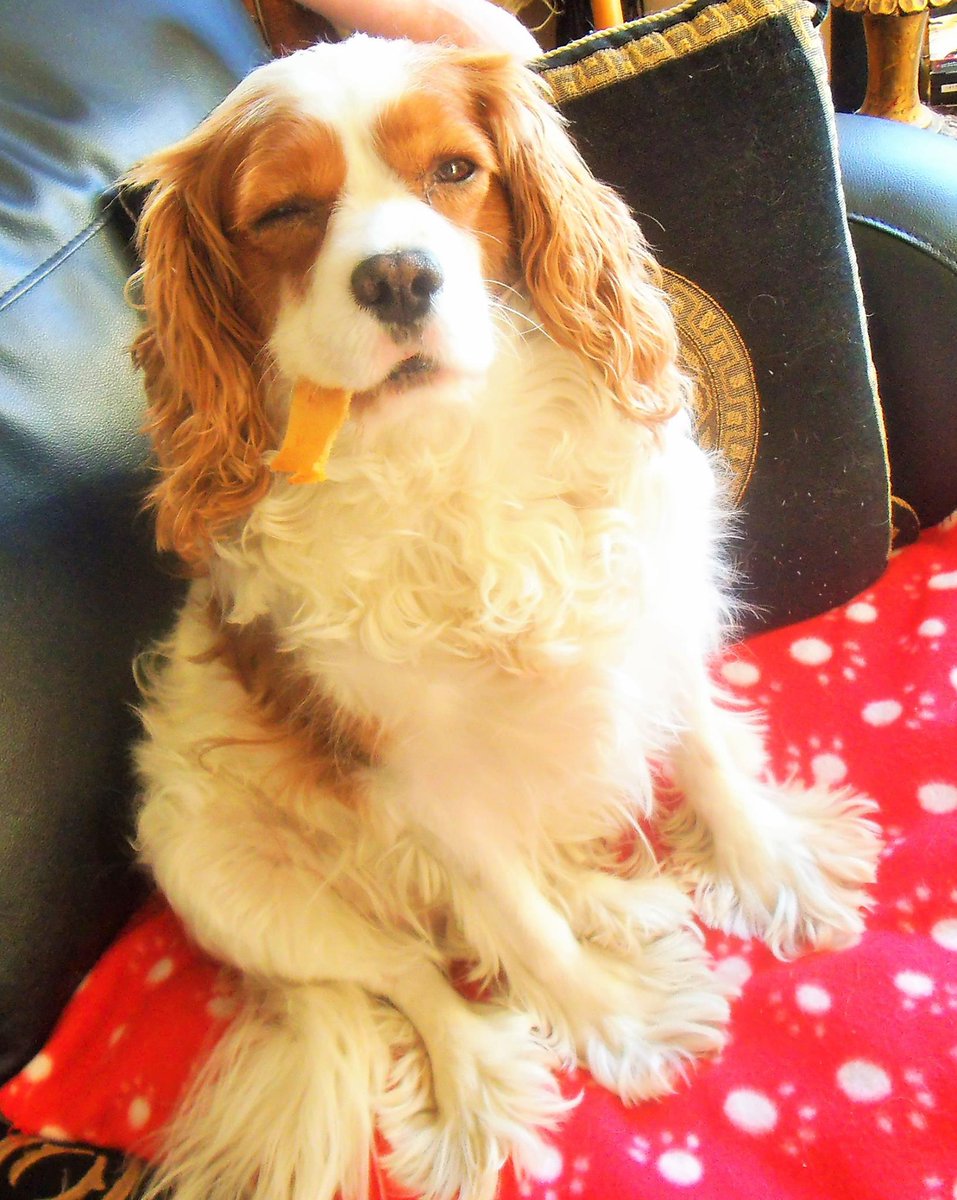 MandyAstle's tweet image. My funny pup doing the classic Cavalier 'dog chew as a cigar' pose back in 2016 😁 #itsacavthing #memories  #cavpack #gonebutneverforgotten #Cavaliers #funnydogs #SpanielHour #dogsofX #dogsoftwitter