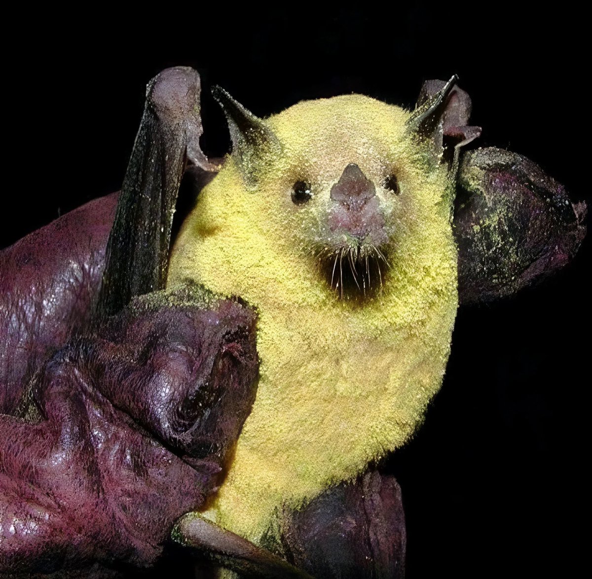 ferret! 💛🦇 (#1 BAT LOVER) tweet media