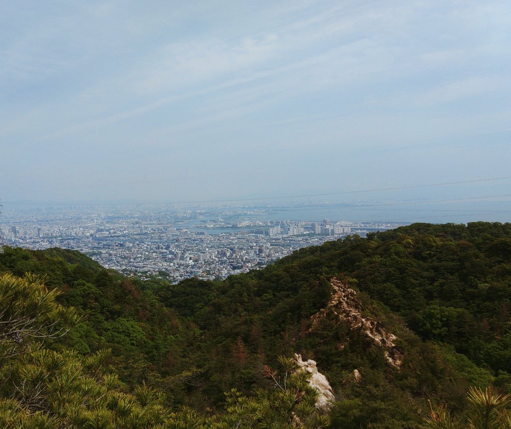 朱砂の葉 tweet media