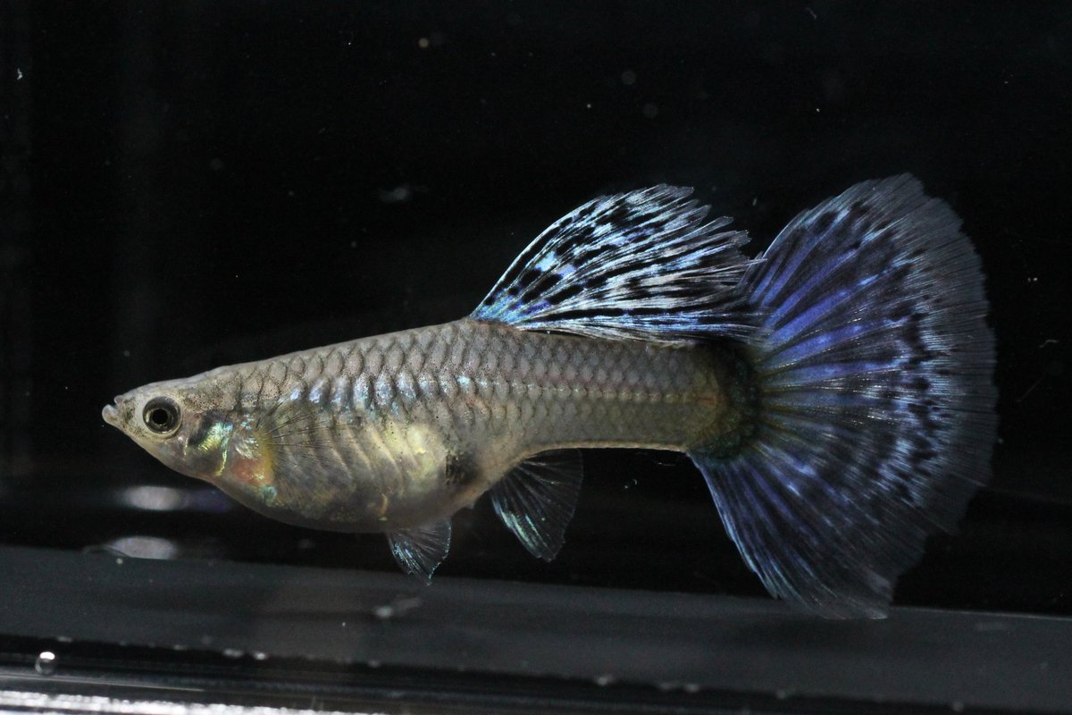 とりま、グッピー挙げておきます

ジャパンブルーコブラアイボリーモザイクセピア

#guppy #guppies #aquarium #グッピー #アクアリウム