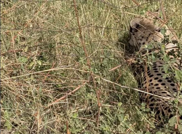 For the past 18 days, the #cheetah that had been camping in Ranthambore, Rajasthan, is now settled in a guava orchard located near a village in the park’s Phalodi range.
This cheetah continues to move regularly in the buffer zone of Ranthambore. The most surprising part is that