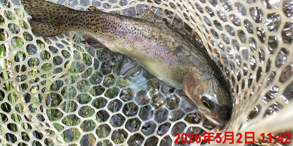 angler_f's tweet photo. 昨夜の雨で河川はほぼ極濁り。
極狭渓流ならなんとかなるかと覗いてみると、プチ濁り&amp;プチ増水で収まっていた。
アップで狙うには流れが早過ぎるので釣り下がりダウンで狙う作戦。
アップの釣りよりバラし易くキャッチ数よりバラし数の方が多かった。
3時間で時速7匹也。
#バスデイ
#SUGARDEEP50F https://t.co/NCM4ZfNKjV