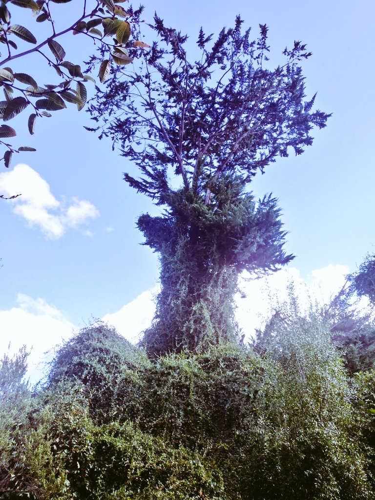 KMarestyrth's tweet image. Archivo de imágenes y recortes recopilados por Marcos Andrés Barros Ketterer. Marestyrth. #images #image #Temuco #Chile #Araucanía #Cautín #picture #pictures #photo #MarcosAndrésBarrosKetterer #Marestyrth #Photographer #Photography #Nature #Naturaleza #Botánica #MedioAmbiente
