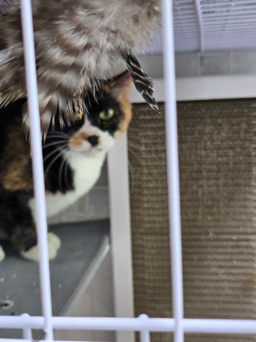 adopt_cat_bella's tweet photo. 나 살룻, 매의 눈으로 그 한 사람을 찾고 있다냥

#보광동살룻 #가족찾는살룻 https://t.co/eYEOusXf56