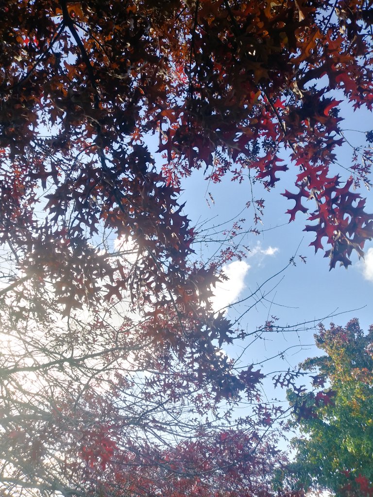 KMarestyrth's tweet image. Archivo de imágenes y recortes recopilados por Marcos Andrés Barros Ketterer. Marestyrth. #images #image #Temuco #Chile #Araucanía #Cautín #picture #pictures #photo #MarcosAndrésBarrosKetterer #Marestyrth #Photographer #Photography #Nature #Naturaleza #Flora #MedioAmbiente #Trees