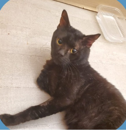 Fundación De Gatitos tweet media