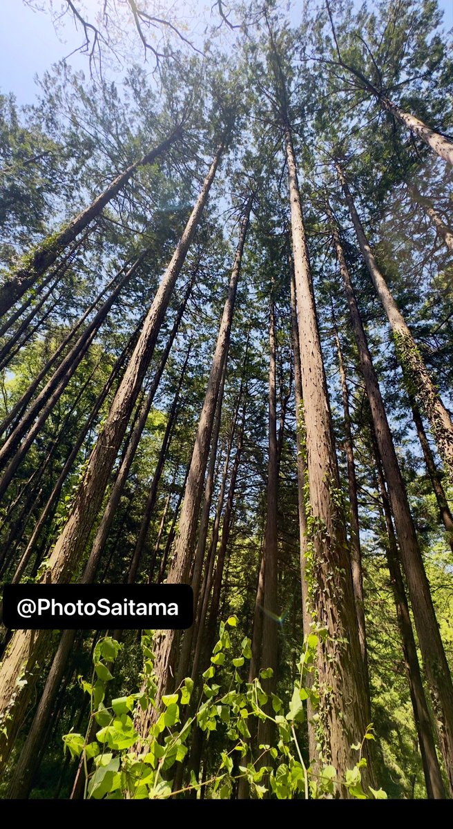 PhotoSaitama's tweet image. Good morning from the Shibazakura! 
#treepeople