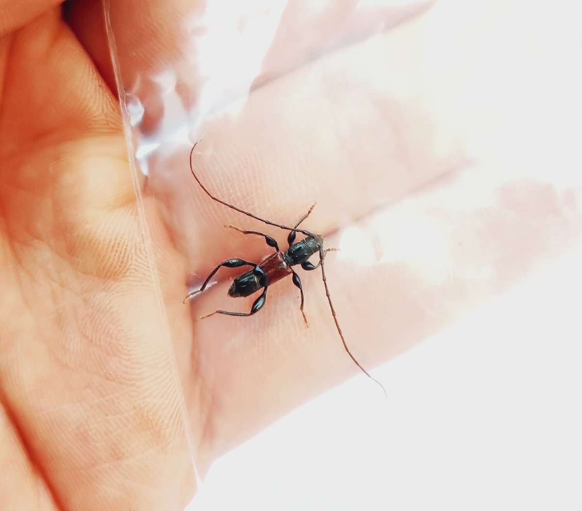 cure_termite's tweet photo. 10年ぶりのツジウス。しかもオス https://t.co/IV43lgJOGv
