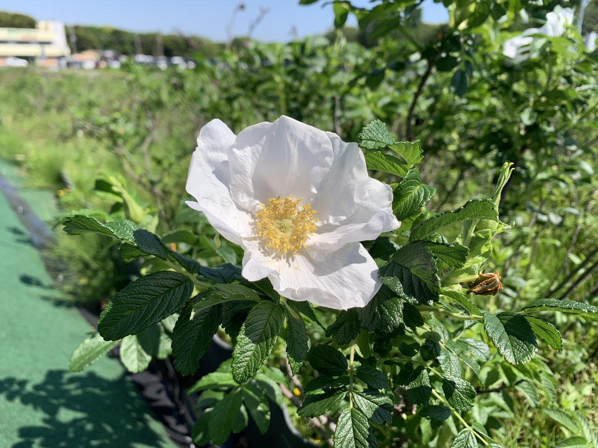 ピンク色のはまなすのほかに、白色の #はまなす も #開花 していて