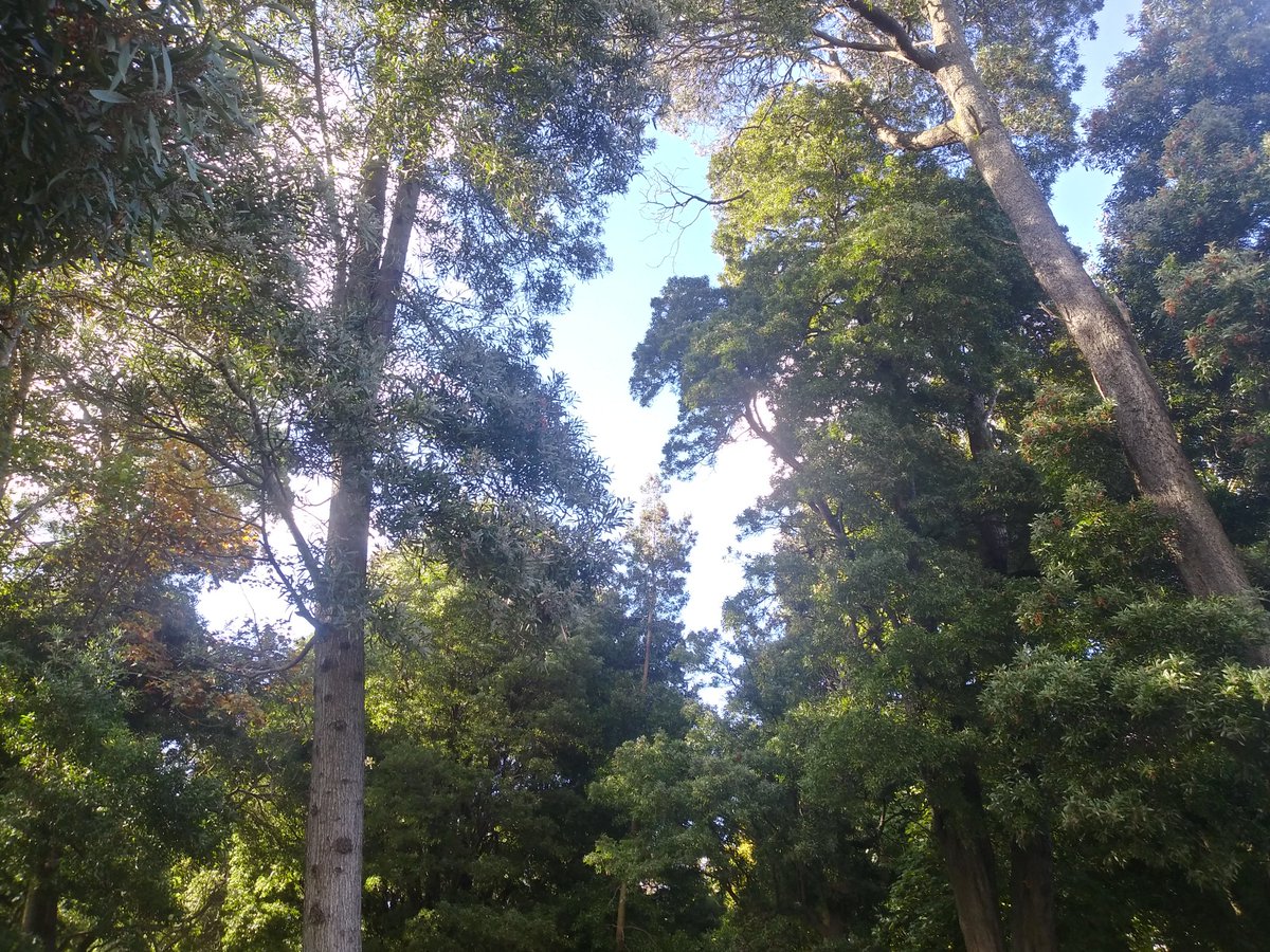 KMarestyrth's tweet image. Archivo de imágenes y recortes recopilados por Marcos Andrés Barros Ketterer. Marestyrth. #images #image #Temuco #Chile #Araucanía #Cautín #picture #pictures #photo #MarcosAndrésBarrosKetterer #Marestyrth #Photographer #Photography #Nature #Naturaleza #Flora #MedioAmbiente #Trees