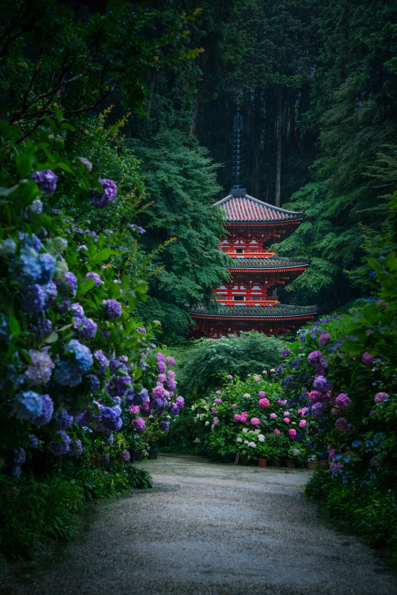 Ryogo_Urata's tweet photo. 京都「岩船寺」の紫陽花が最高に美しい。 https://t.co/qLnHsT8D1p
