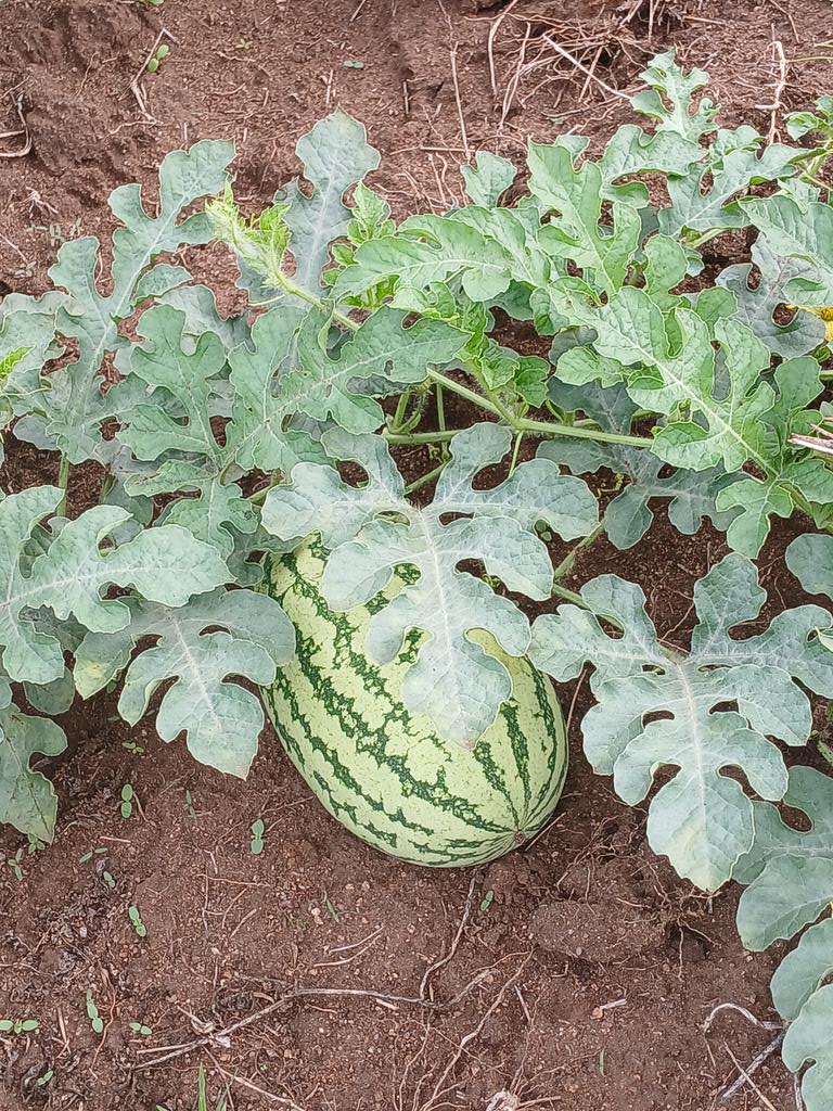 wickama's tweet photo. Training a Future Bwana Shamba https://t.co/5DiVkYKJvO