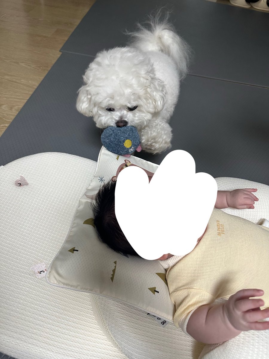 뱌쿠 tweet media