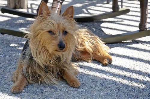 One dog every hour tweet media