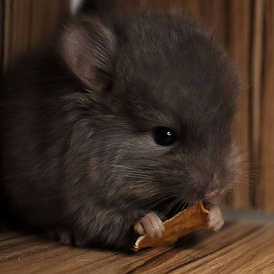 Chinchilla Every Hour (and a half) tweet media