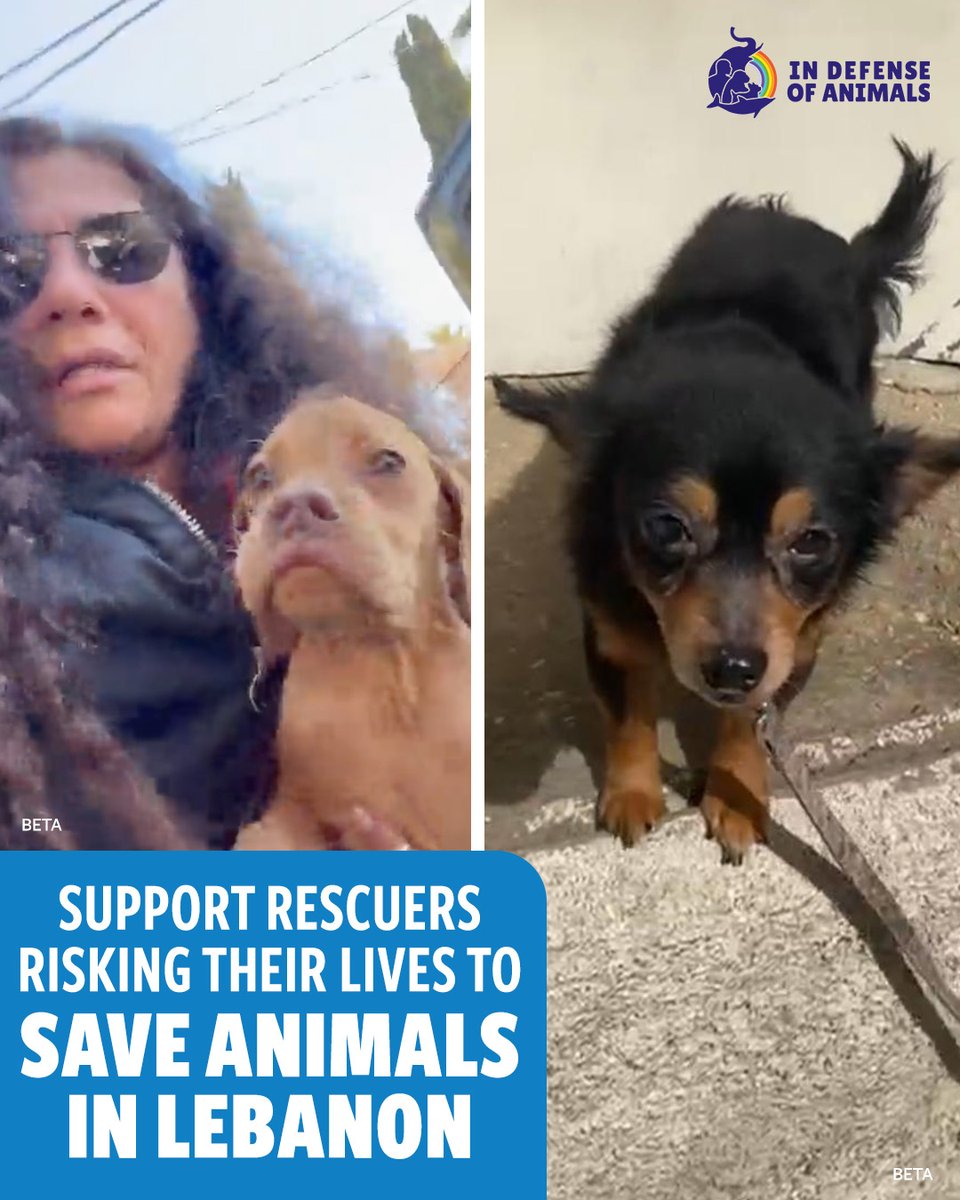IDAUSA's tweet image. Rescuers in #Lebanon are risking their lives to save animal victims of the ongoing conflict, &amp;amp; you can help.
Read more: bit.ly/4n1J7UC
Pls RT &amp;amp; support bit.ly/42akbRn
 #AnimalRescue #Beirut