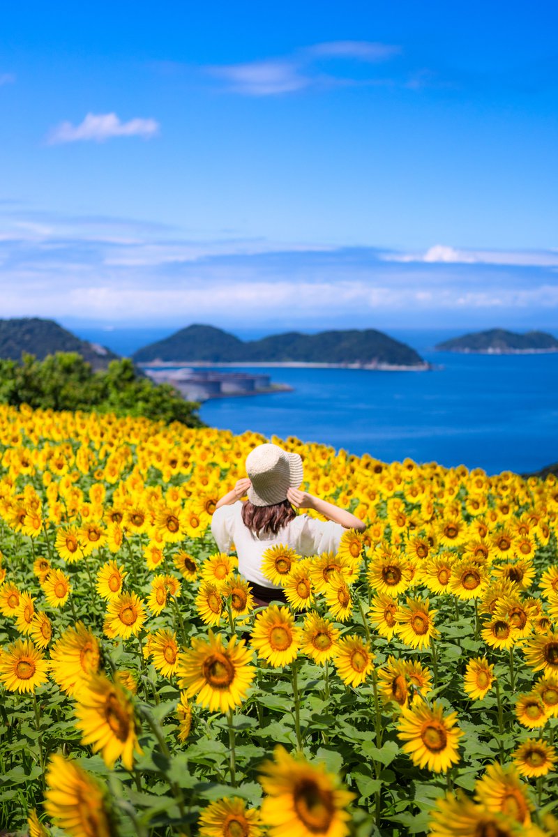 Ryogo_Urata's tweet photo. 和歌山県にある「海の見えるひまわり畑」が絶景すぎるので見てほしい https://t.co/1VGmogjIAR