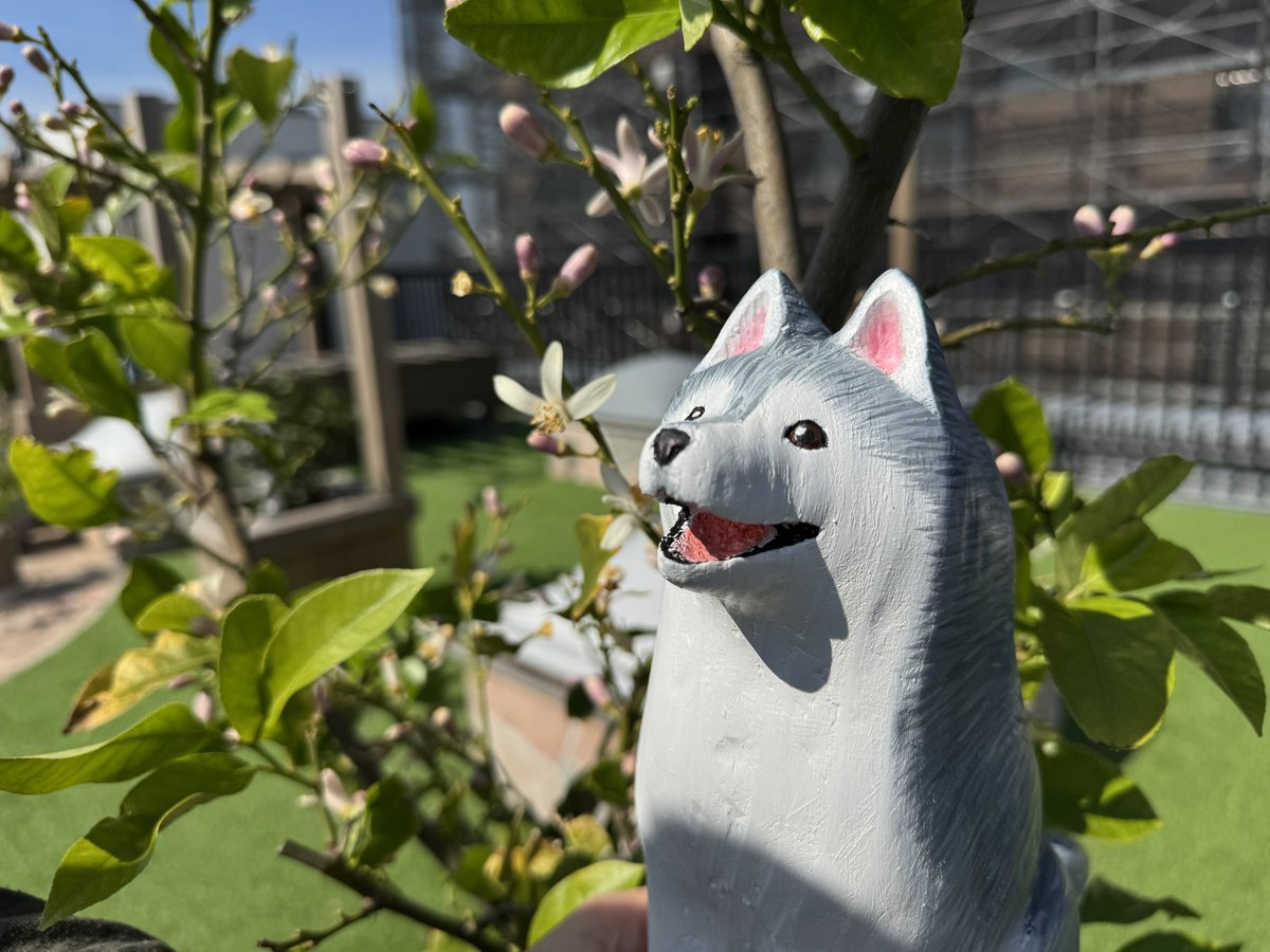 ピプピプピプ子 tweet media