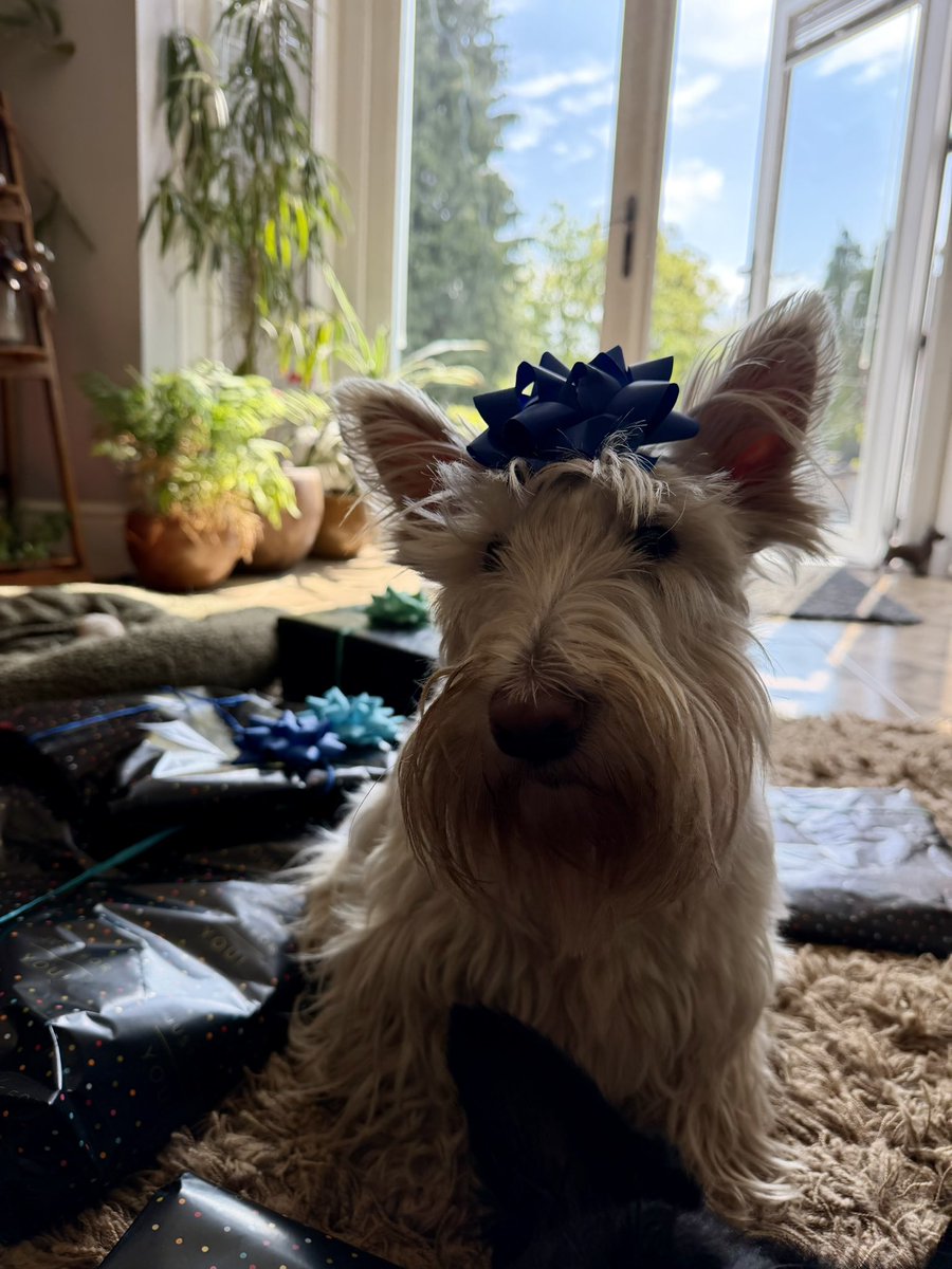 littlewood_mark's tweet image. Another trip round the sun and another step closer to 40! 😳
Spoilt again and always so grateful for all that I have, my incredible Wife, beautiful babies and amazing family and friends 🥰❤️
Rory likes the help me open the presents of course 😂
#BirthdayBoy #ScottishTerrier