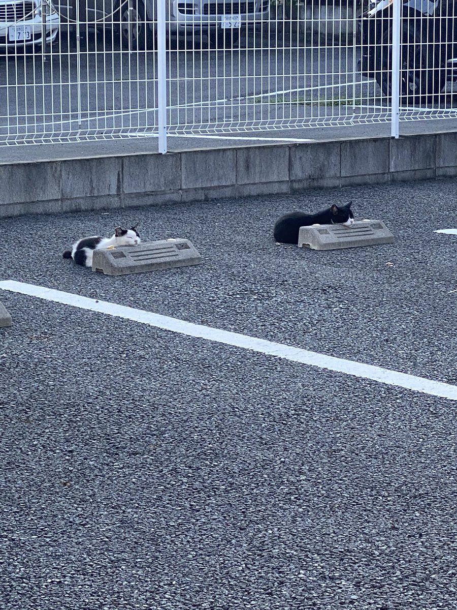 癒しの動物 tweet media