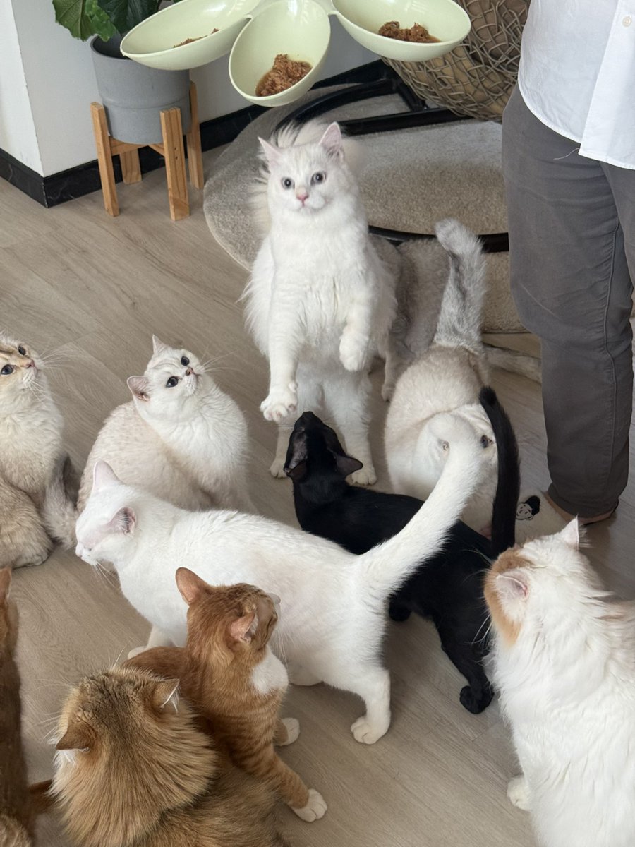 โบนัสเป็นแม่แมว tweet media