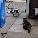 Robert Allotment cat,now helped by Janet & Amanda tweet media