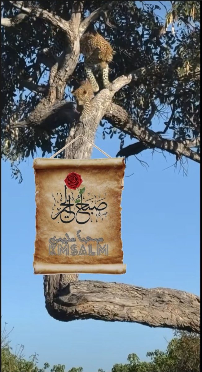 kmsalm's tweet photo. أسعد الله صباحكم بكل خير 🌹 https://t.co/MXpBwViIPC