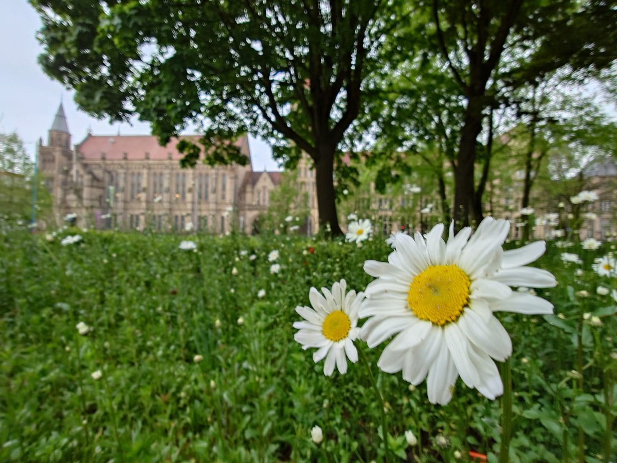 MonicaCrimmins's tweet image. Good morning Saturday.  This lovely memory popped up of the daisies. Taken two years ago in #Manchester  on campus at the University of Manchester.  Love the daisies 🤍💛 Have a great Saturday !