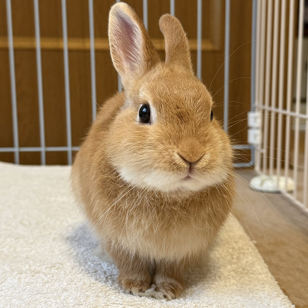 kumisori tweet media