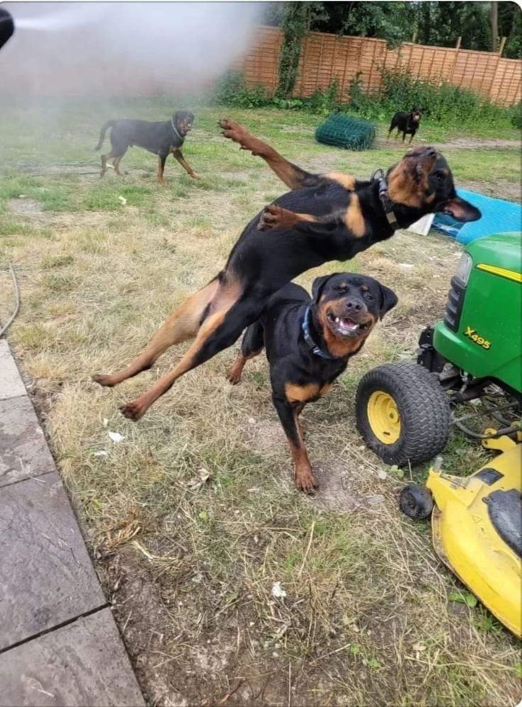 Wellutwt's tweet photo. Twitter right now, where is the animal control bureau?? 😂 https://t.co/jXeGhuJFv6