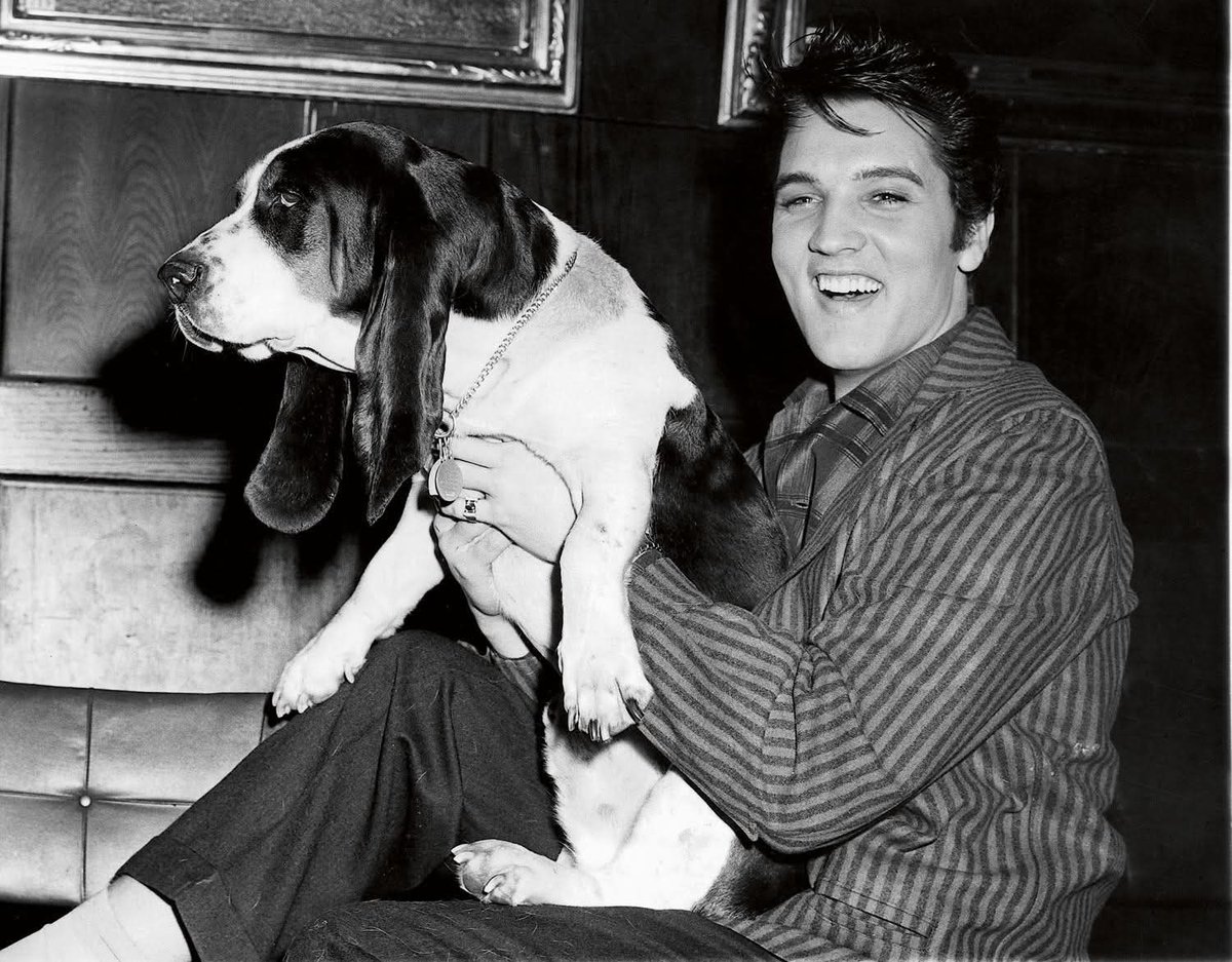 AboutElvis's tweet image. You ain't nothin' but a hound dog
#Elvis #ElvisPresley #ElvisHistory #Elvis1956 #Elvistheking #Elvis2026